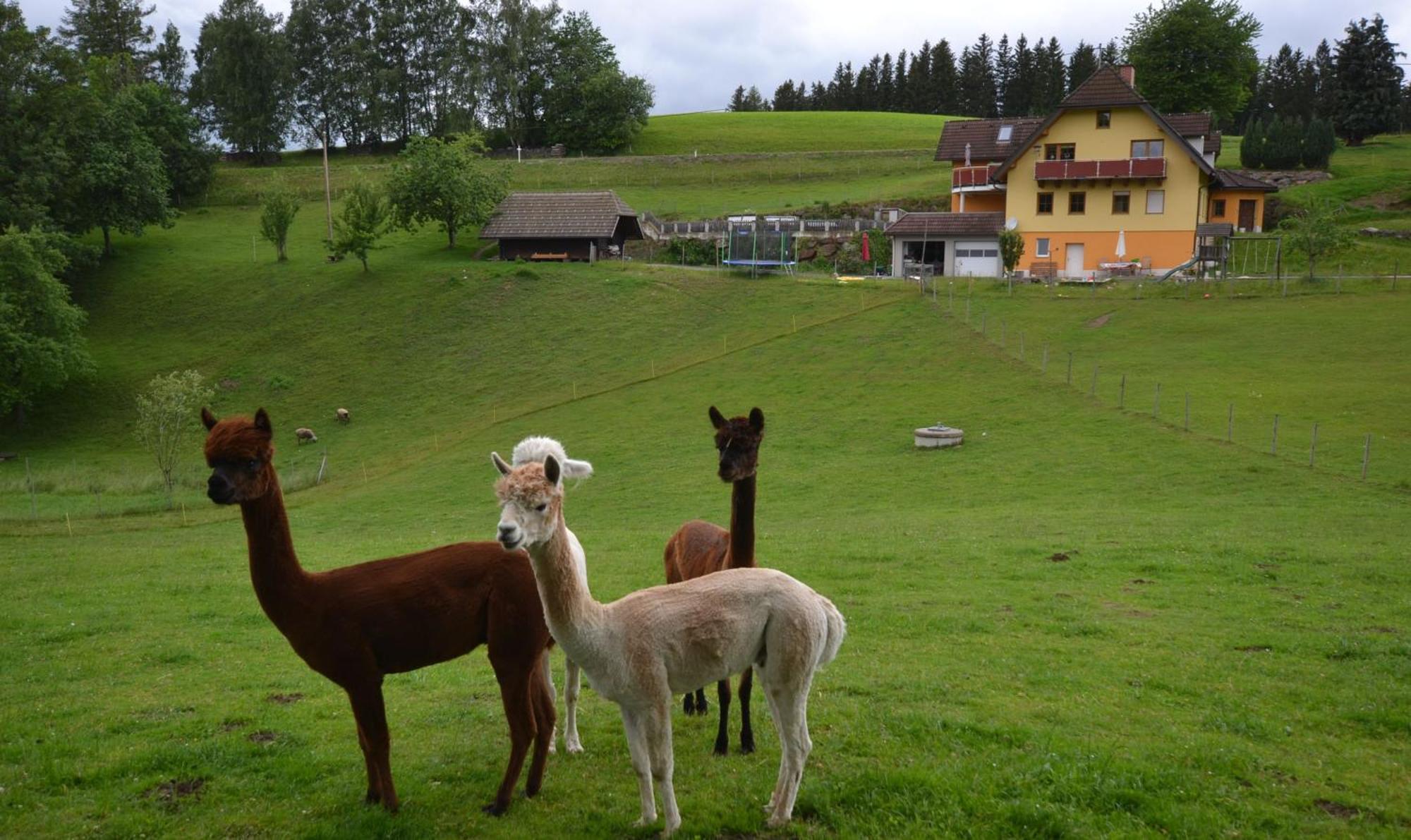Biohof Kroisleitner Sankt Jakob im Walde Exterior foto